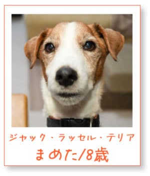 ����å�����å��롦�ƥꥢ �ޤ᤿8��