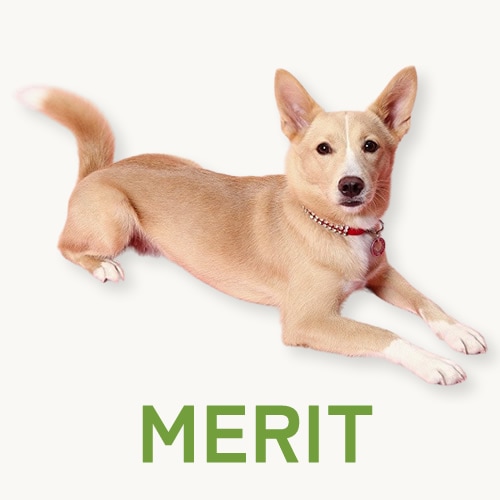 ���åȡ��ǥ��å�