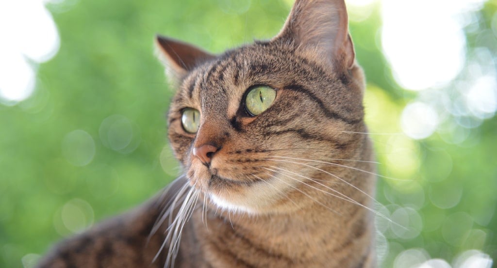 ��ʪ����������θ