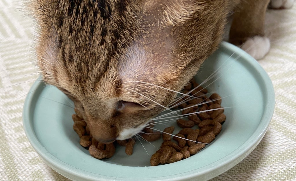 FORZA10｜デイリープロ アダルトフィッシュ キャット 400g / 1.5kg