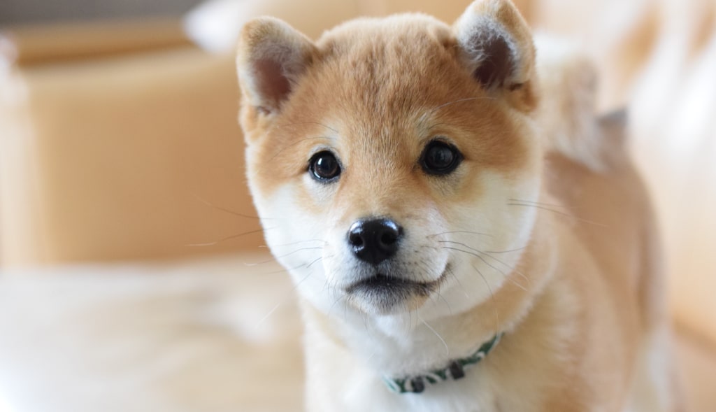 ��ʪ����������θ