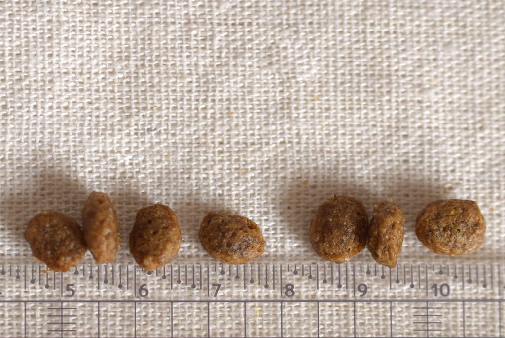 FORZA10���ǥ��꡼�ץ�