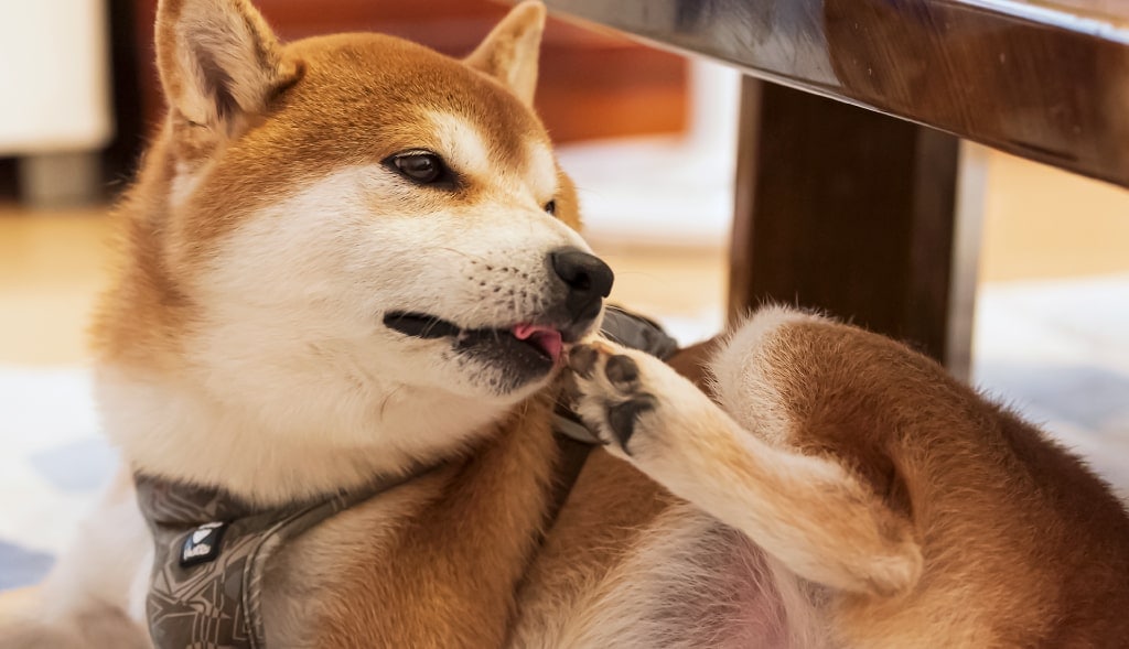 �㥢��륮��