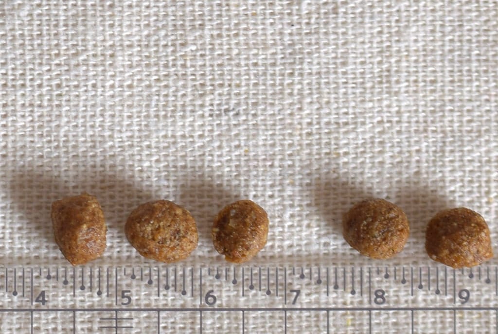 FORZA10���ǥ��꡼�ץ�