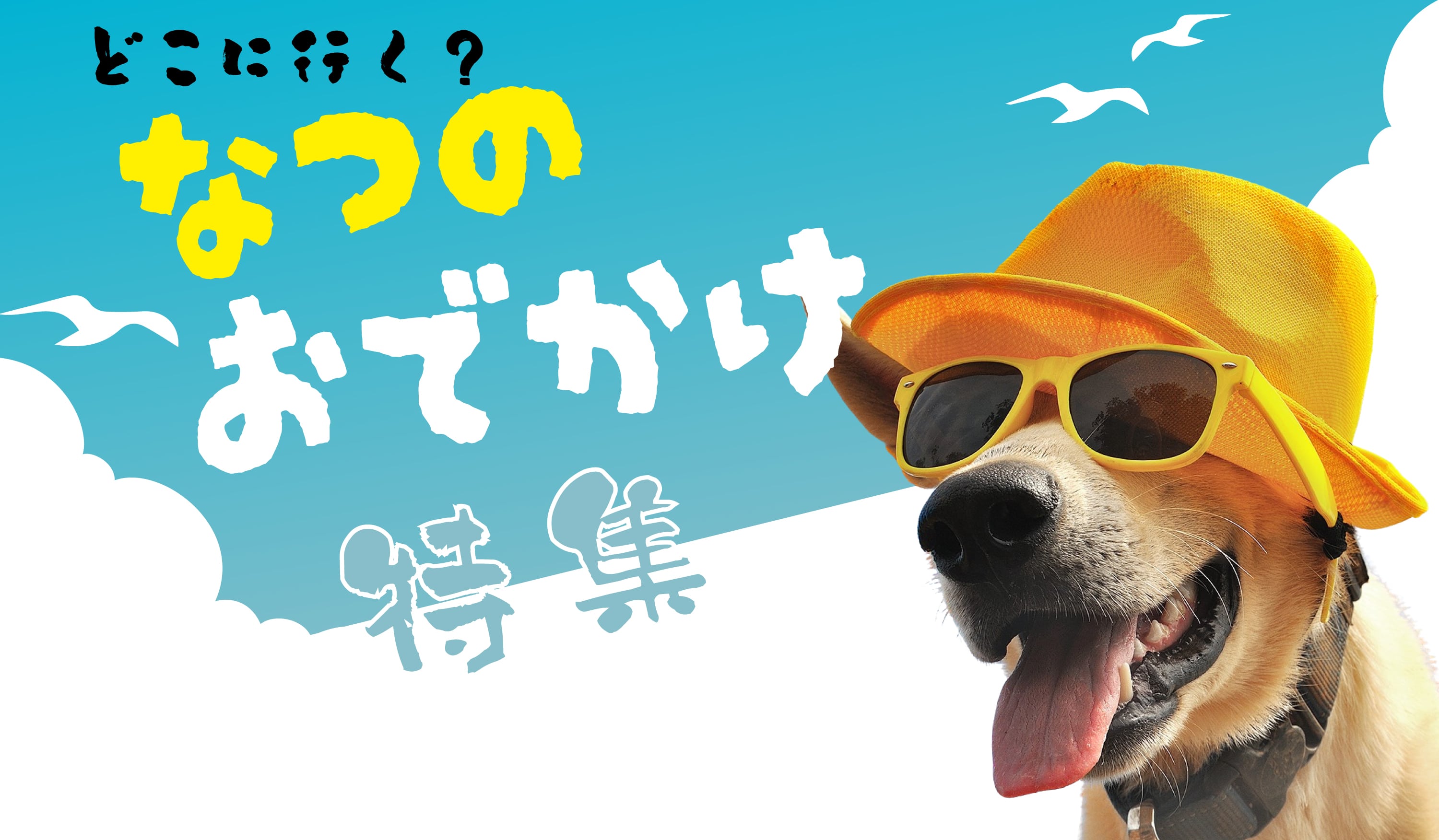 ドッグフード 帝塚山ハウンドカム