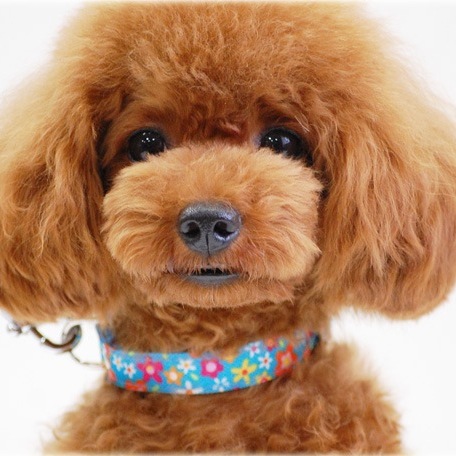 ASHU ���֤Υ��顼