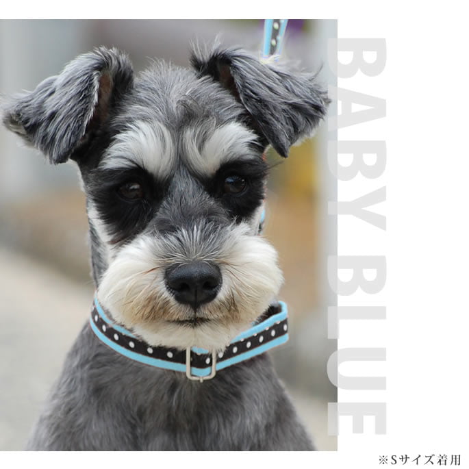 ASHU ��֥꡼�ɥå� ���顼