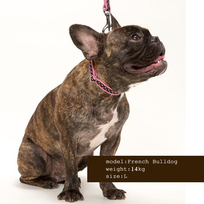 ASHU ��֥꡼�ɥå� ���顼