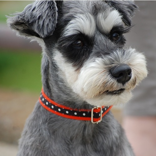 ASHU ��֥꡼�ɥå� ���顼