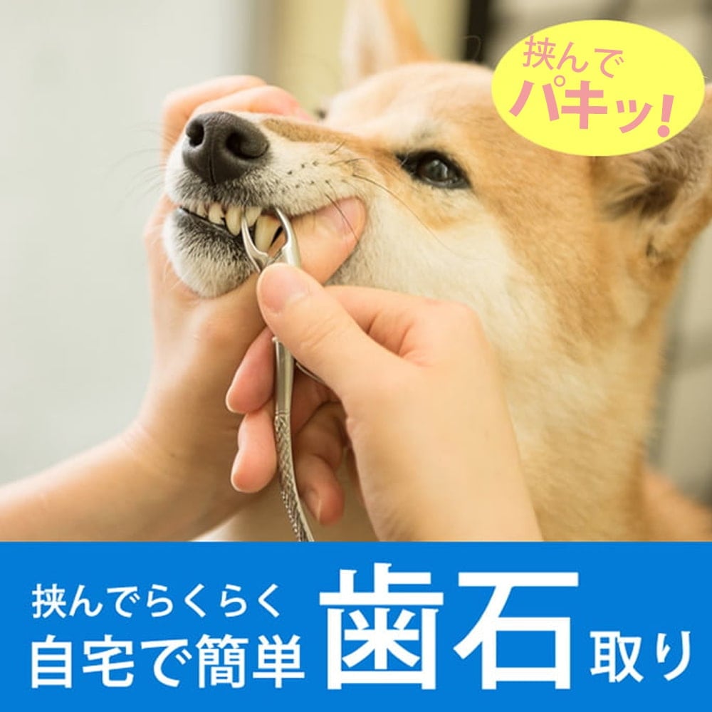 愛犬・愛猫用歯石取りペンチ｜ドッグフードの通販・帝塚山ハウンドカム