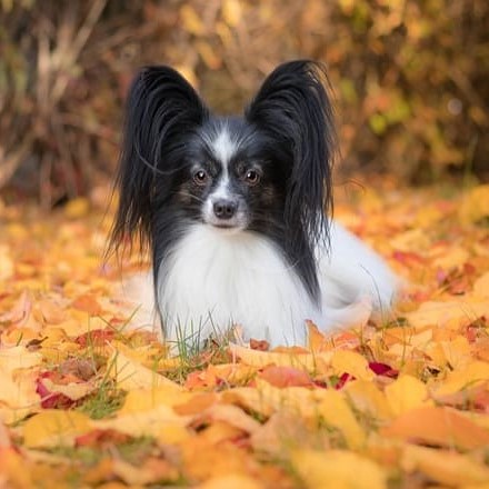 ̣�Ф��Ѥ�� ������Ȳ��١�