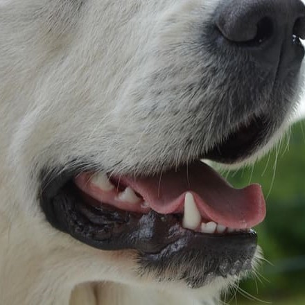 ̣���Ѳ����ñ���