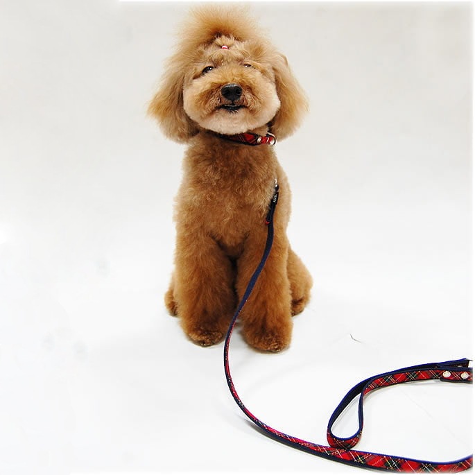 ASHU �ȥ�å� �꡼��