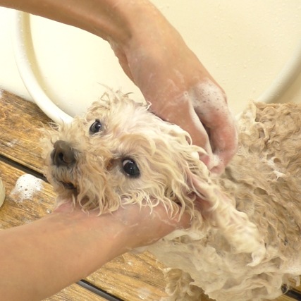 犬の病気 皮膚乳頭腫 帝塚山ハウンドカム