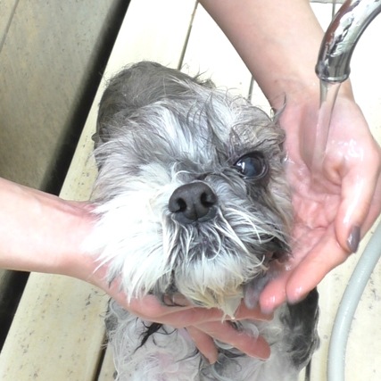 犬の病気 病気一覧02 帝塚山ハウンドカム