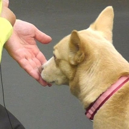 犬のしつけ 無視の効果 について ペット用品の通販 販売なら帝塚山ハウンドカム