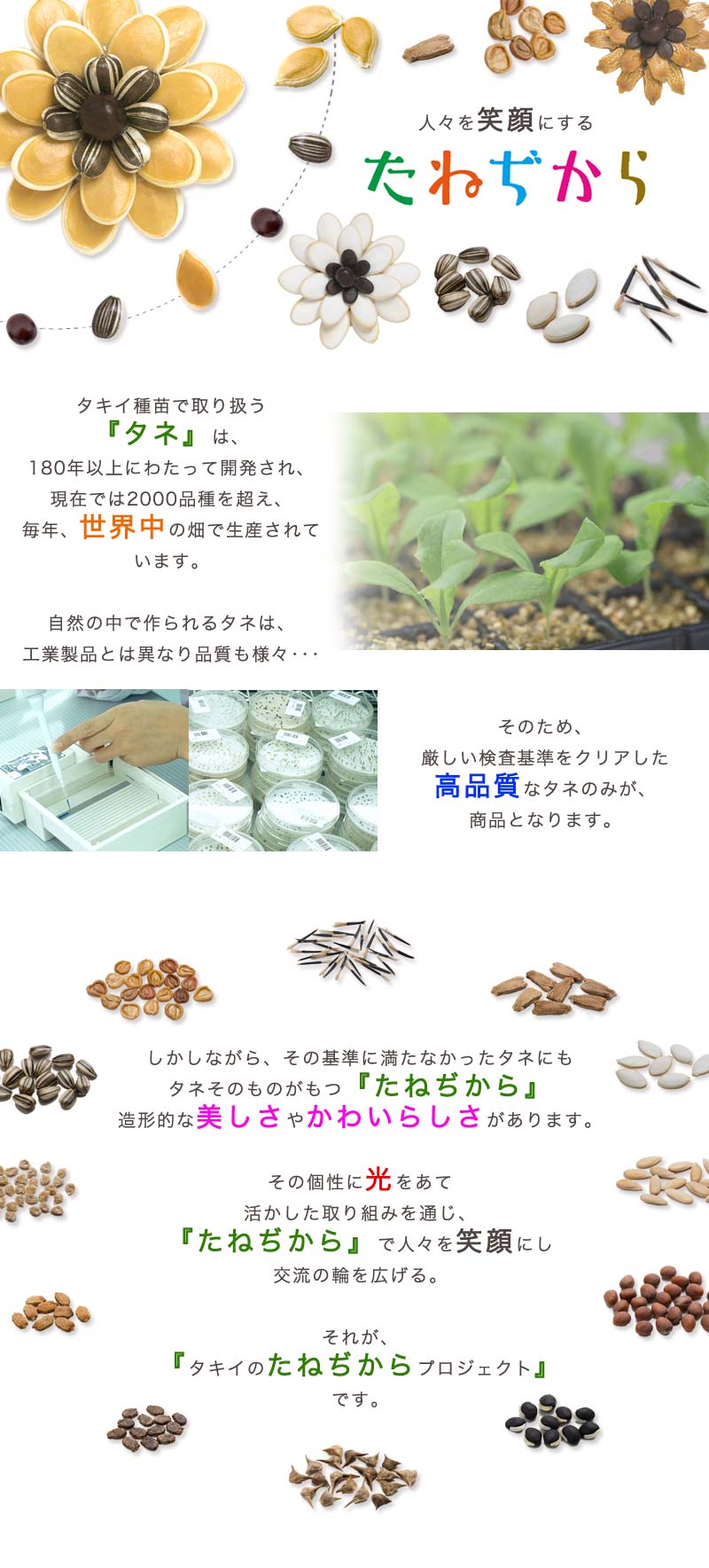 たねぢから01