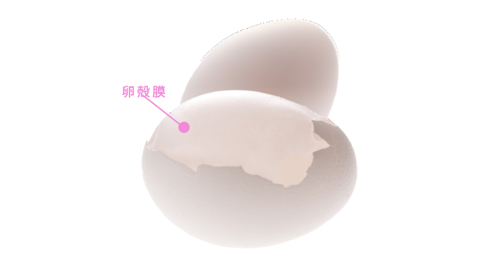 卵殻膜