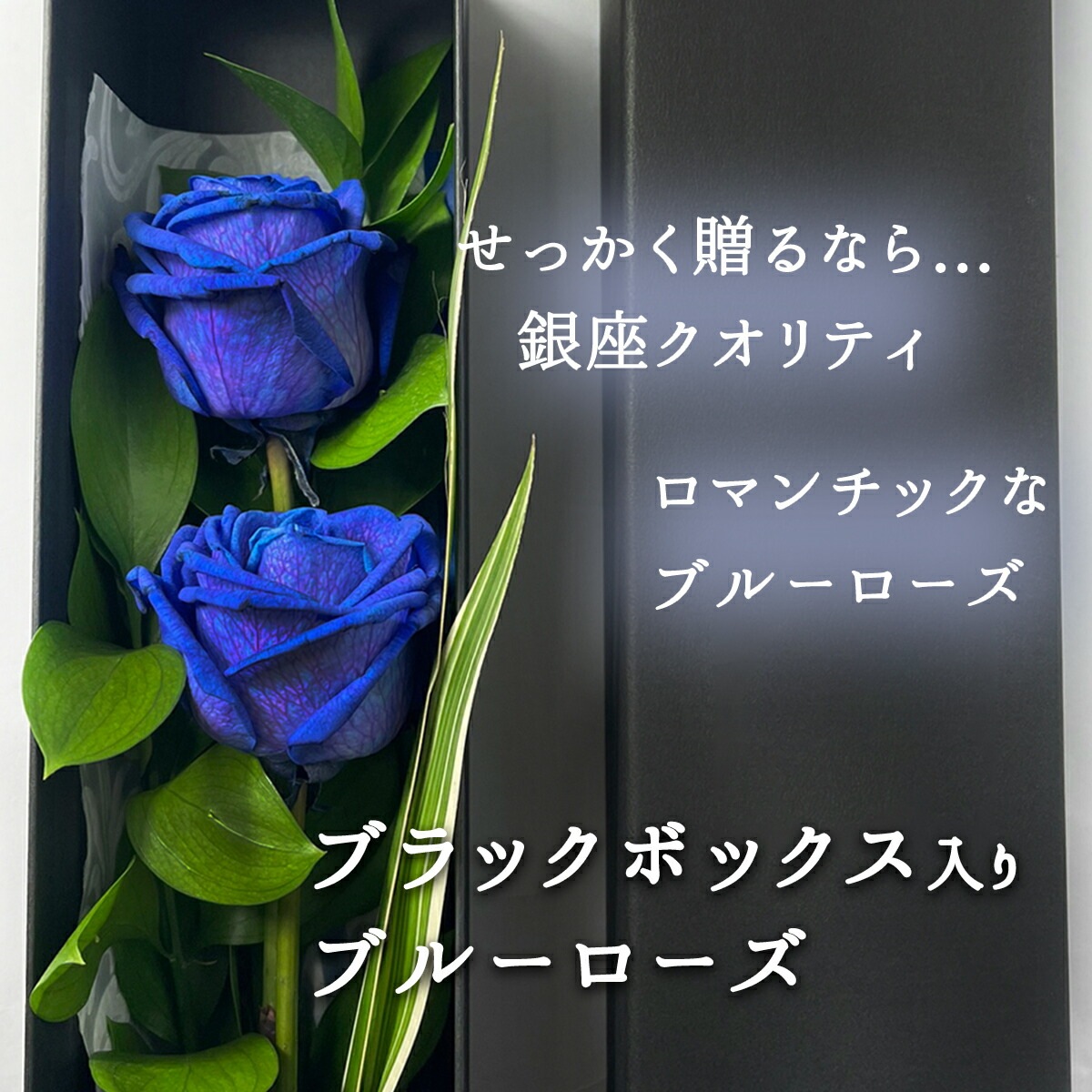 ブルーローズ 高級感のあるブラックボックス入り 青いバラ 花束 2本