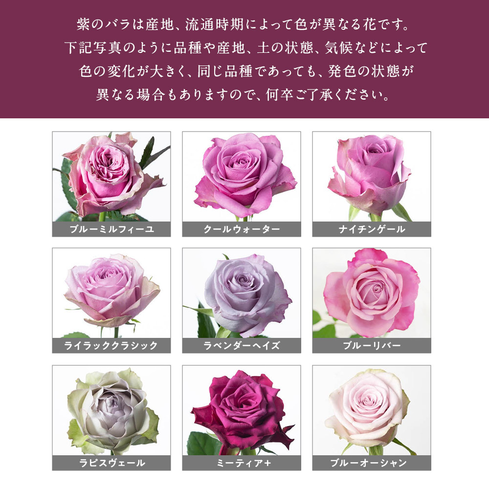 紫バラ90本の花束 生花 ムラサキバラ 東京銀座クオリティ 送料無料