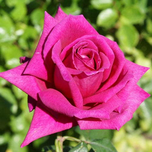 バラ苗 2年大株 4号 エゴリ Hybrid tea Roses A1240 自家用 花無し株 送料無料 | 花苗 野菜苗,バラ苗 | 花とギフト  銀座東京フラワー