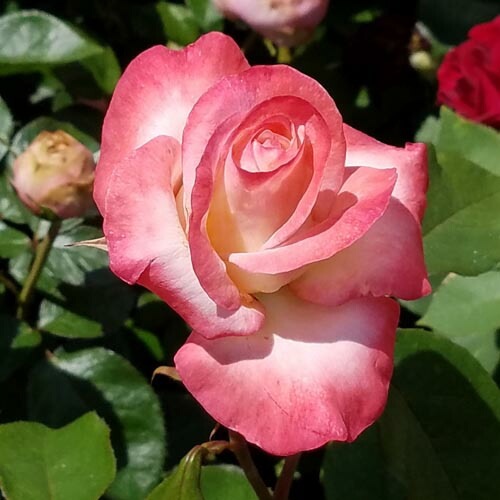 バラ苗 2年大株 4号 エンジェルフレグランス(天使の香） Hybrid tea