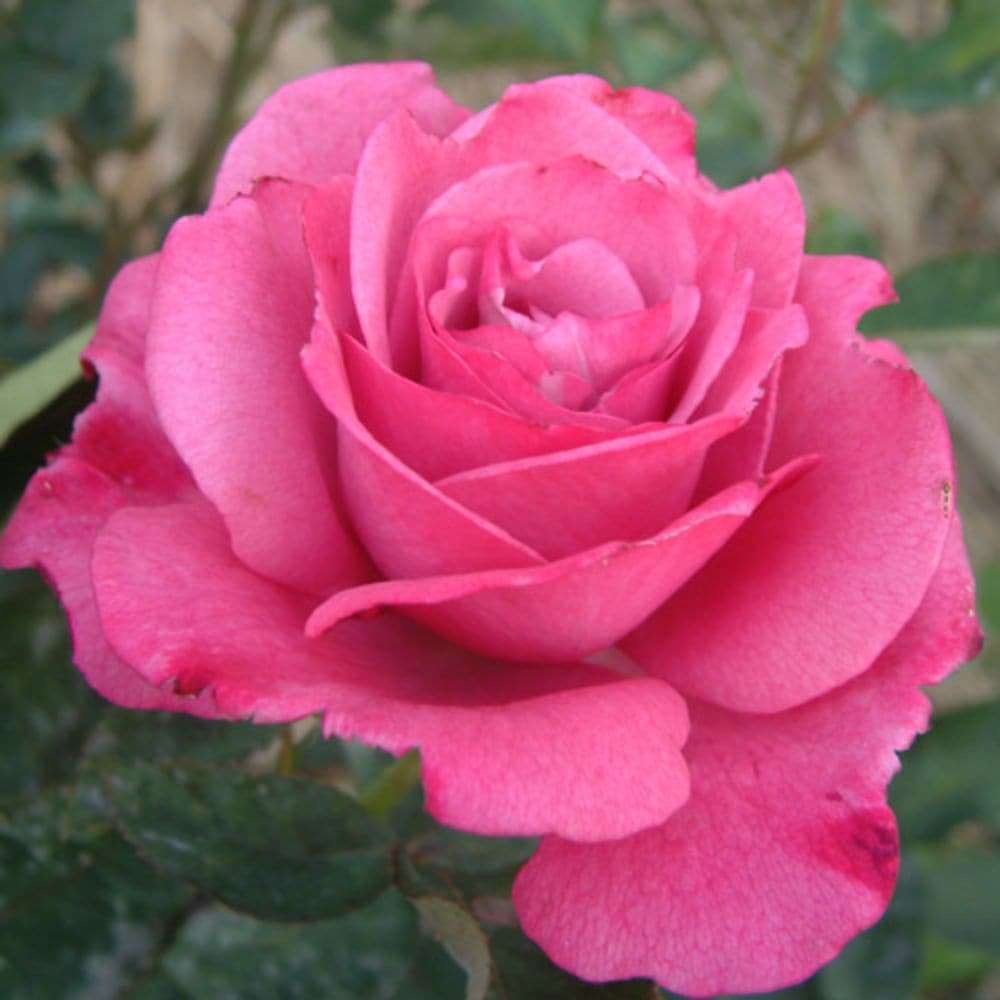 バラ苗 2年大株 4号 チッペンデール Hybrid tea Roses N1046 自家用 花無し株 送料無料 | 花苗 野菜苗,バラ苗 |  花とギフト 銀座東京フラワー