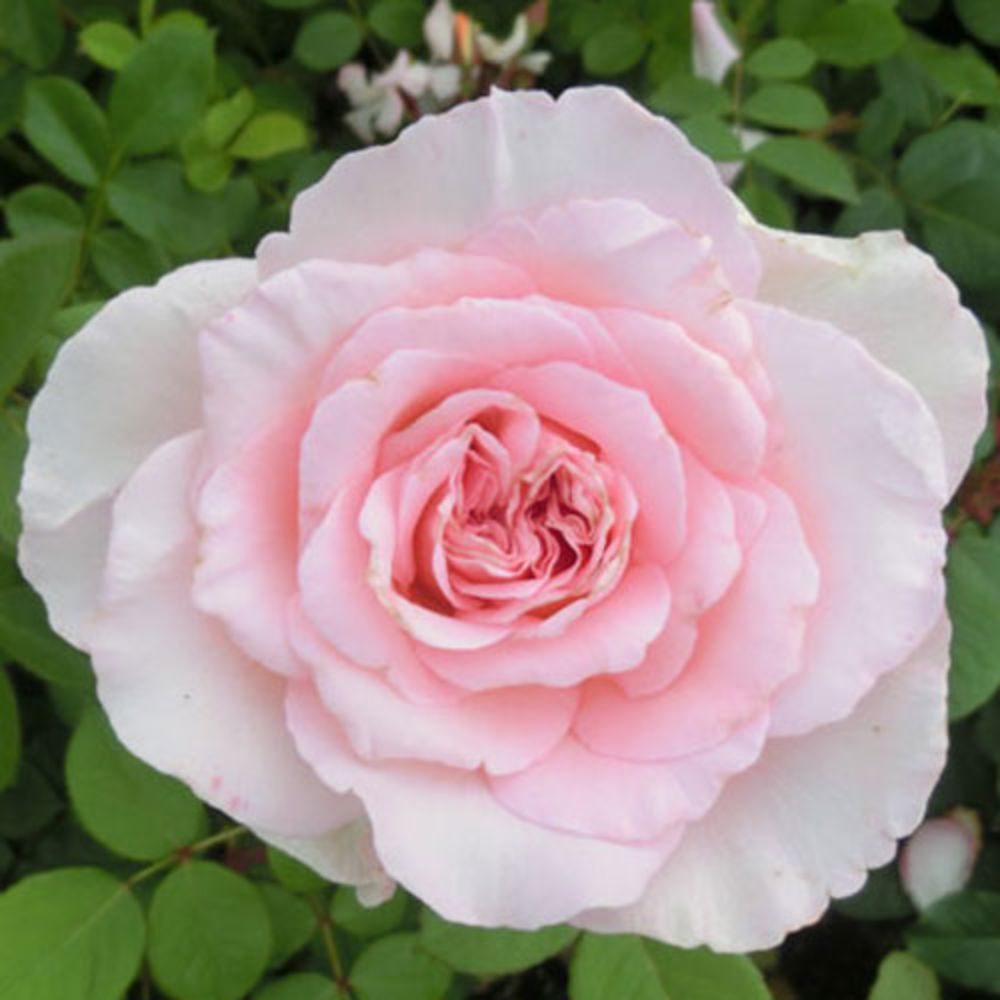 バラ苗 2年大株 4号 カレンブリクセン Hybrid tea Roses H0453 自家用 花無し株 送料無料 ps2201 | 花苗 野菜苗, バラ苗 | 花とギフト 銀座東京フラワー