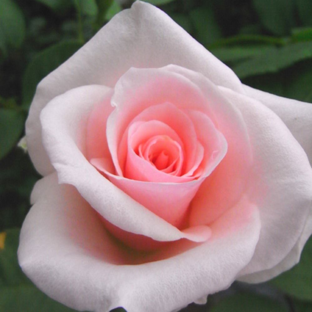 バラ苗 2年大株 4号 エンジェルフレグランス(天使の香） Hybrid tea Roses K0005 自家用 花無し株 送料無料 | 花苗 野菜苗, バラ苗 | 花とギフト 銀座東京フラワー