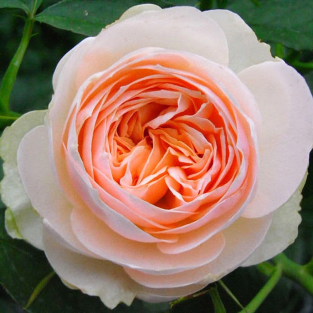 バラ苗 2年大株 4号 シュロスオイティン Floribunda Roses N0847 自家用 花無し株 送料無料 | 花苗 野菜苗,バラ苗 |  花とギフト 銀座東京フラワー