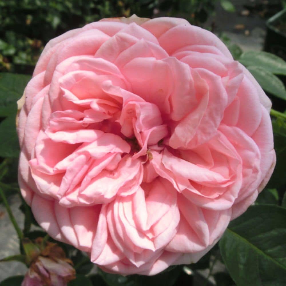 バラ苗 2年大株 4号 チッペンデール Hybrid tea Roses N1046 自家用 花無し株 送料無料 | 花苗 野菜苗,バラ苗 |  花とギフト 銀座東京フラワー