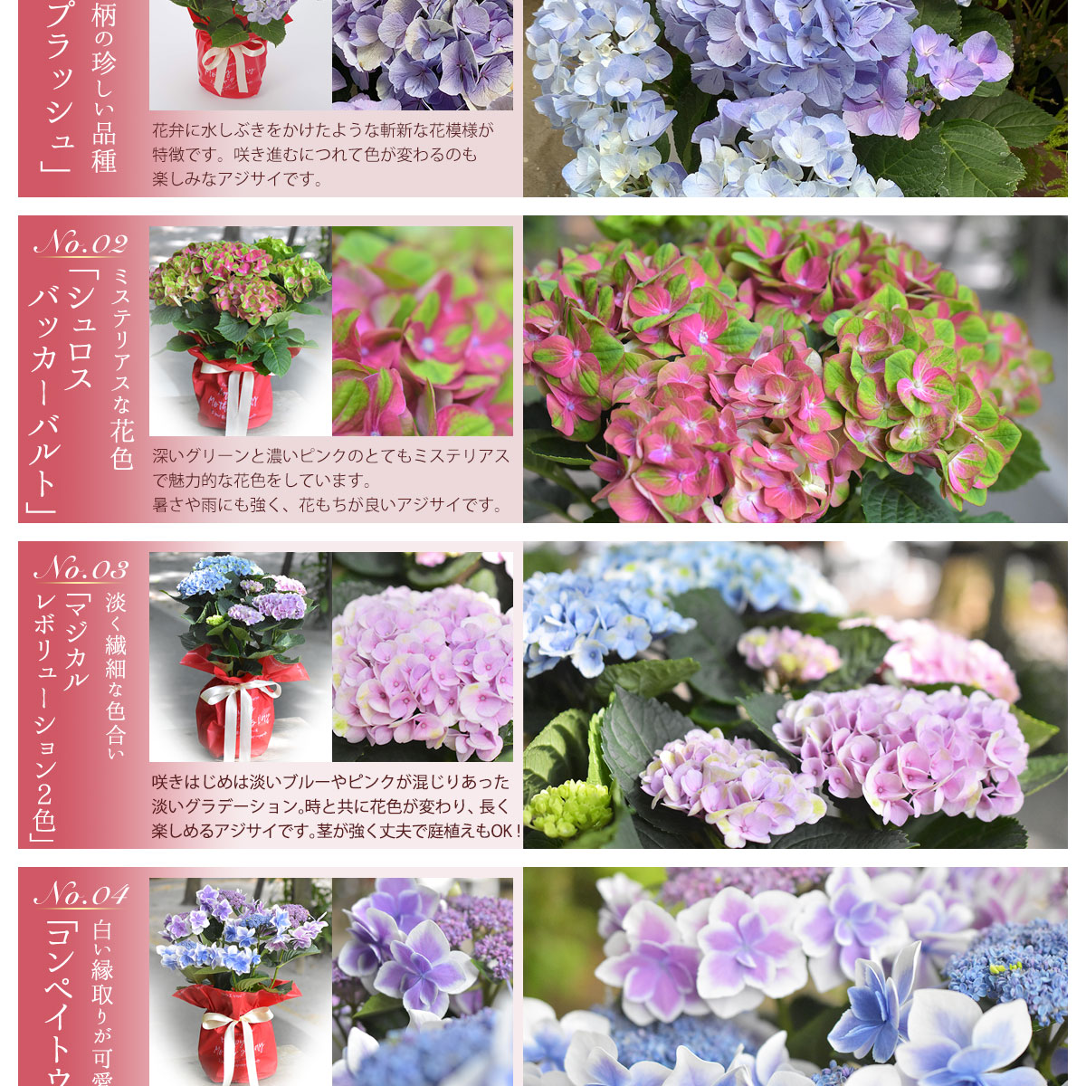 アジサイ 選べる17種over 銀座の紫陽花 珍しい 希少品種も 5号鉢 鉢植え 送料無料 沖縄配送不可 ギフト 花鉢 贈答 バレンタイン ホワイトデー 母の日 早割 母の日フラワーギフト21 花とお酒とギフト 銀座東京フラワー