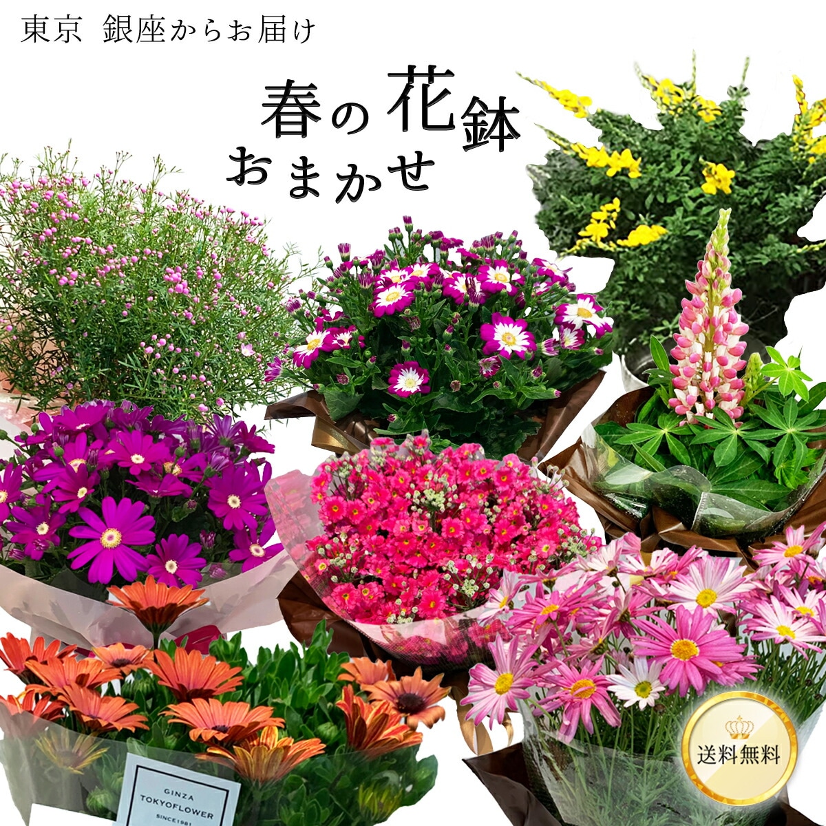 何が届くかお楽しみ♪】 春 おまかせ花鉢 季節の花鉢 おまかせ 鉢植え 5寸鉢 2月 3月 あす楽13時まで 送料無料 送料込み ホワイトデー 卒業式  入学 プレゼント ギフト 誕生日 長寿祝い 自宅用 内祝 結婚祝 新築祝 花壇 園芸 観葉植物 ガーデニング 庭 玄関 お供え 種類 ...