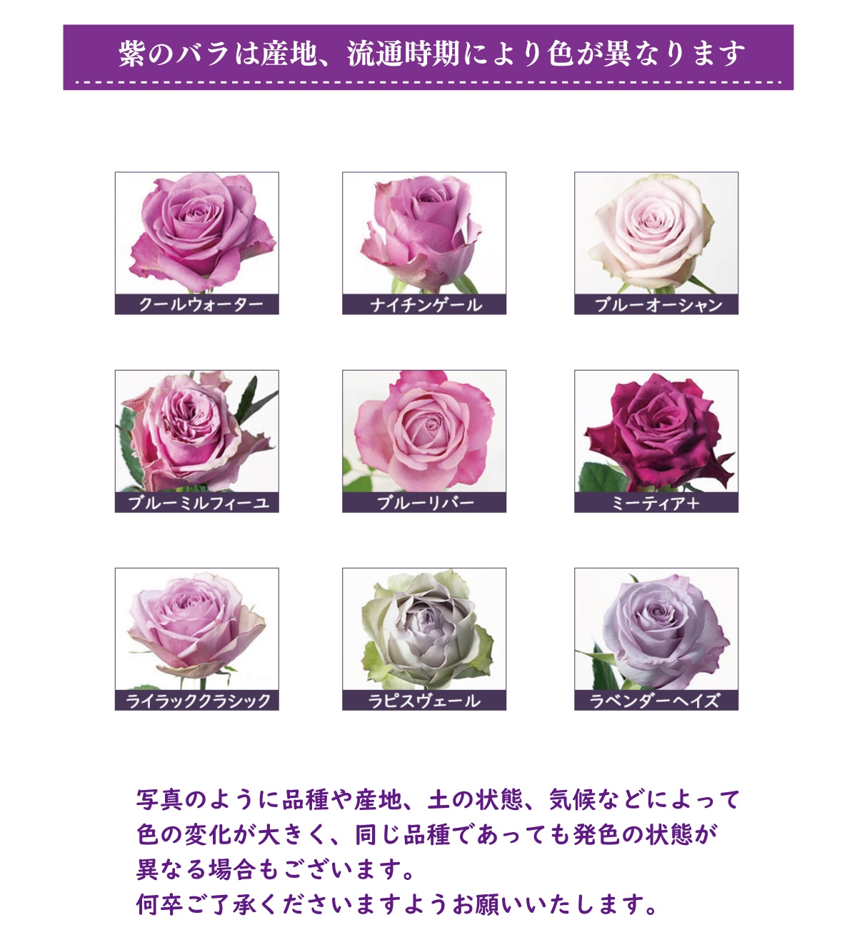 紫バラ77本の花束 生花 ムラサキバラ 東京銀座クオリティ 土日も出荷