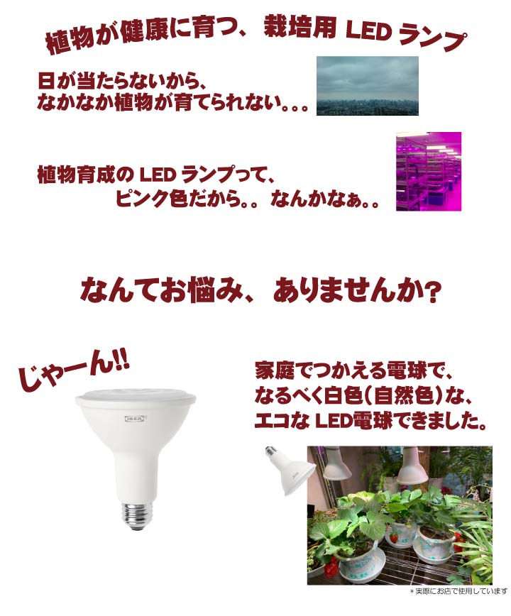 植物栽培用ledランプ Vaxer ヴェクセル Led電球 10ワット 栽培用 Par30 E26 003 174 81 植物栽培用 植物育成 水耕栽培ランプ 送料無料 ハロウィン お歳暮 雑貨 資材 園芸資材 花とお酒とギフト 銀座東京フラワー