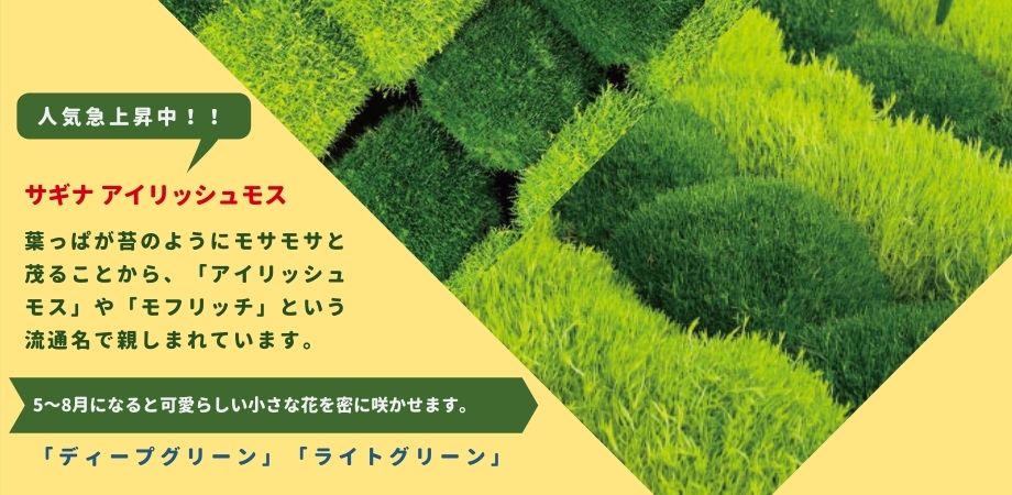 6月までに終了 次回秋 土日も発送 在庫あり サギナ アイリッシュモス グランドカバー 観葉植物 送料別 花壇苗 花苗 送料別 プレゼント モコモコ  インテリア | 花苗 野菜苗,花苗 | 花とギフト 銀座東京フラワー