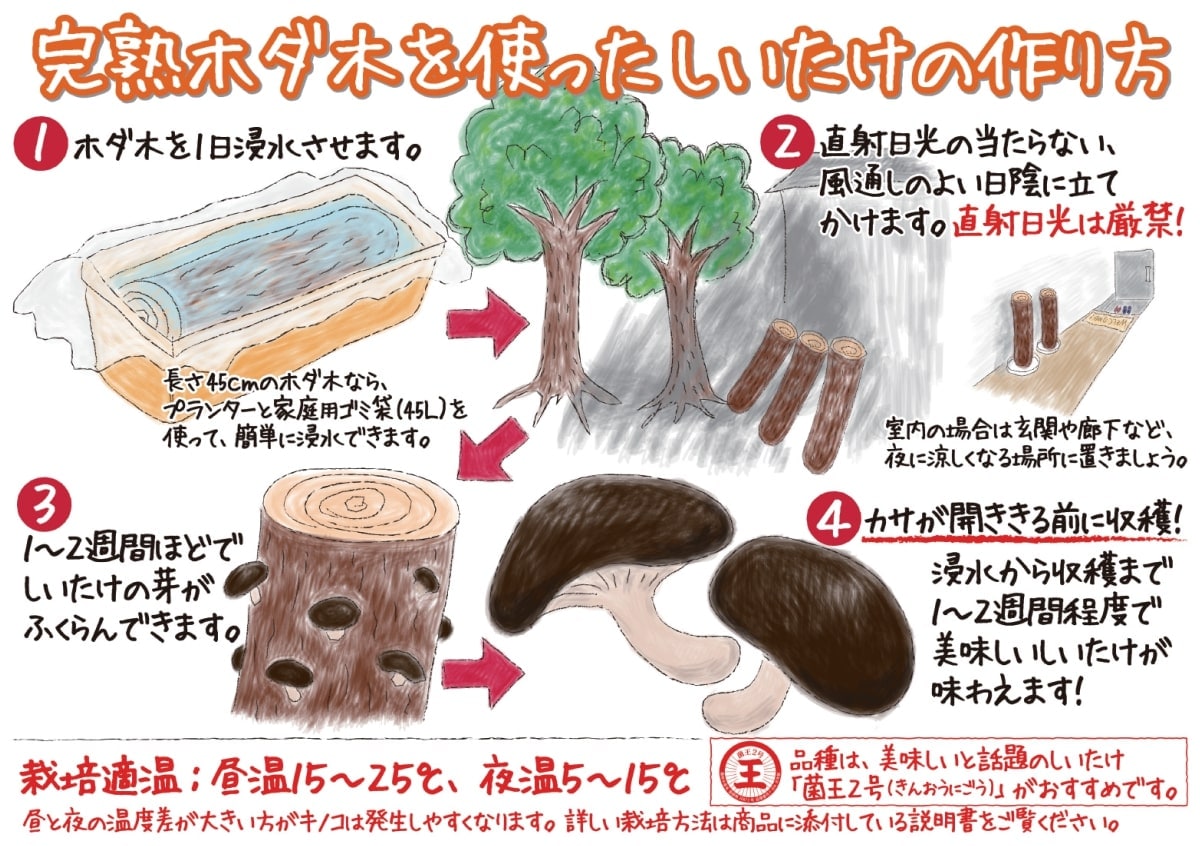 今日の超目玉 椎茸 ほだ木 菌打ち込み済 シイタケ原木栽培 食品