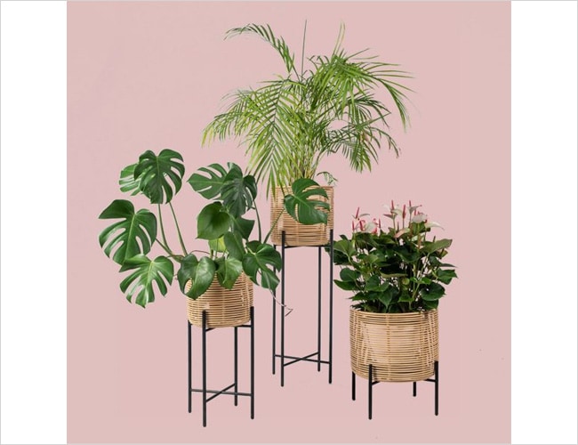 VINCENT SHEPPARDʥ󥻥 ѡɡ/VIVI PLANT STAND XLʥ ץ  XL