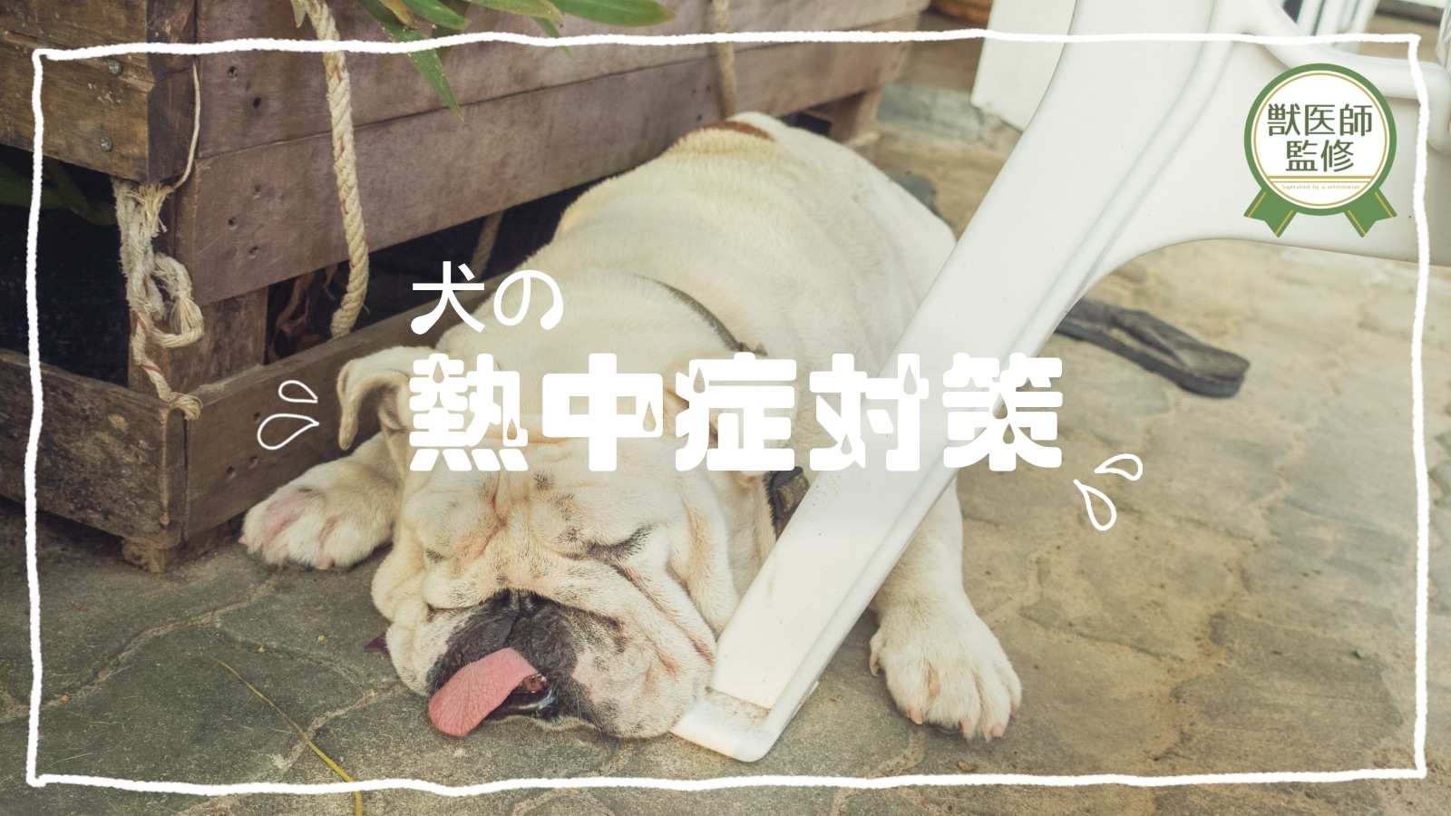 犬の熱中症対策