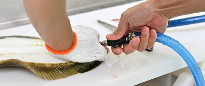 伸東養魚血抜き