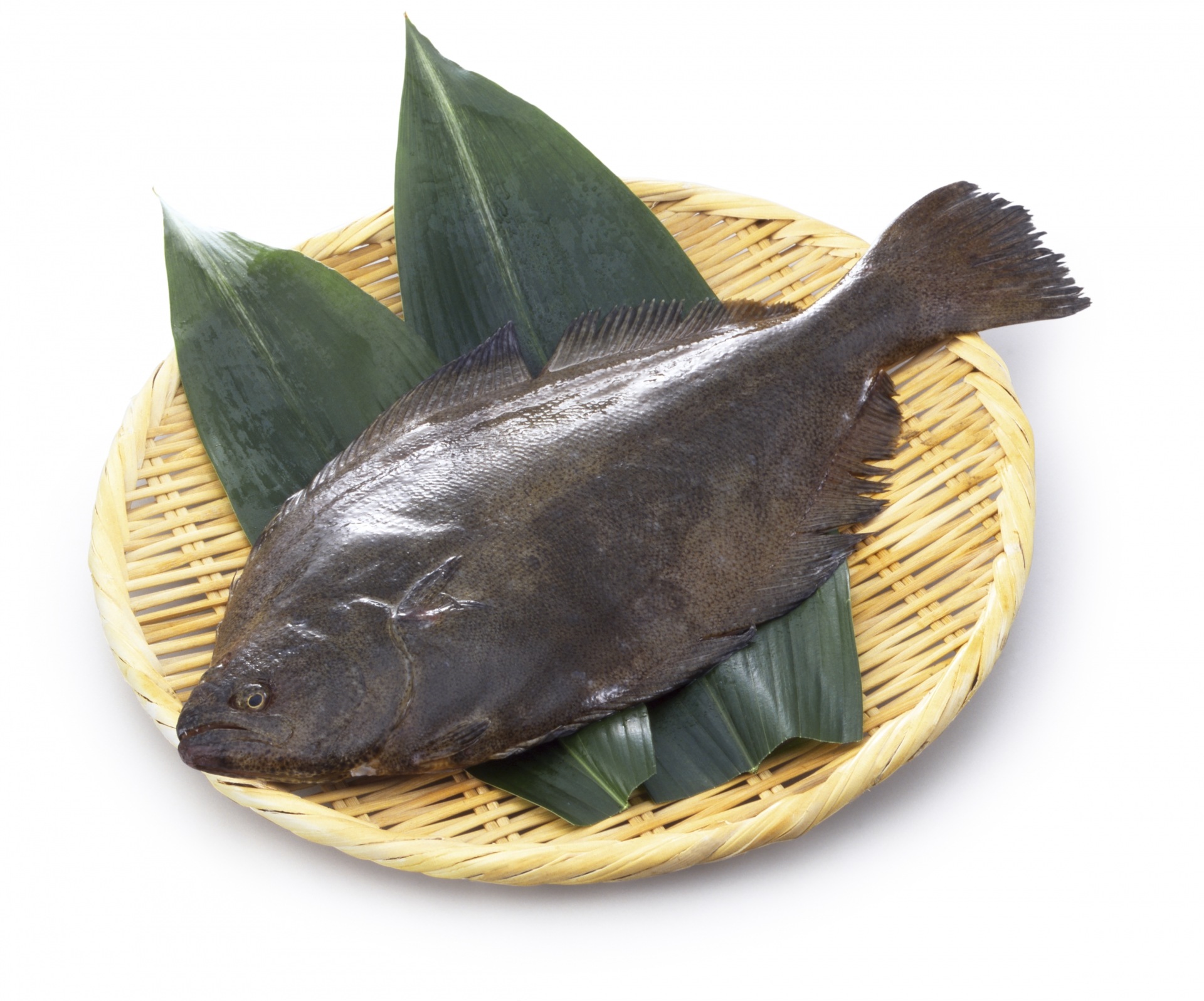 伸東養魚ヒラメ