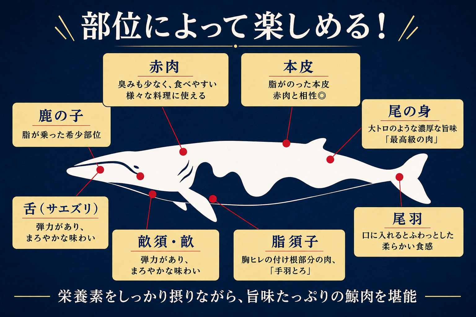 くじら 部位