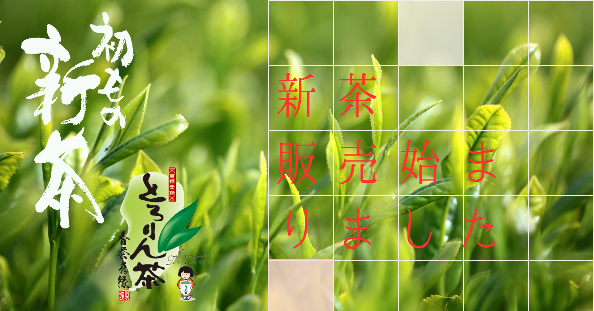 新茶