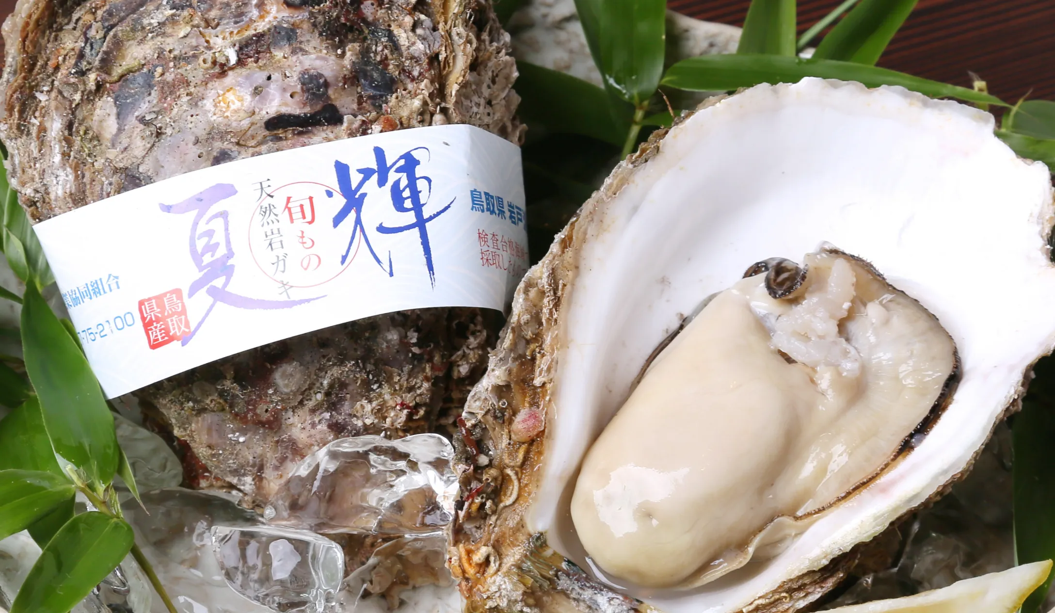 岩ガキ 夏輝