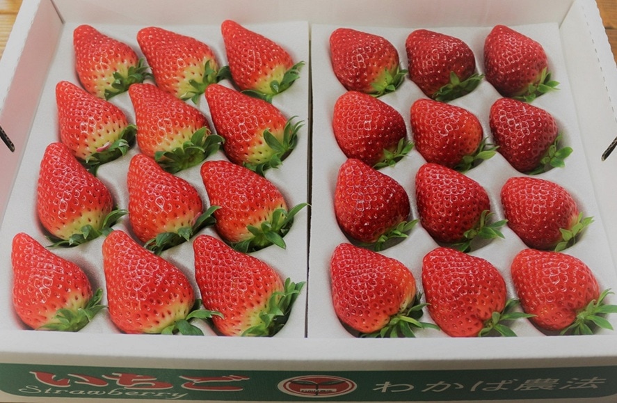 いちごの井上農園