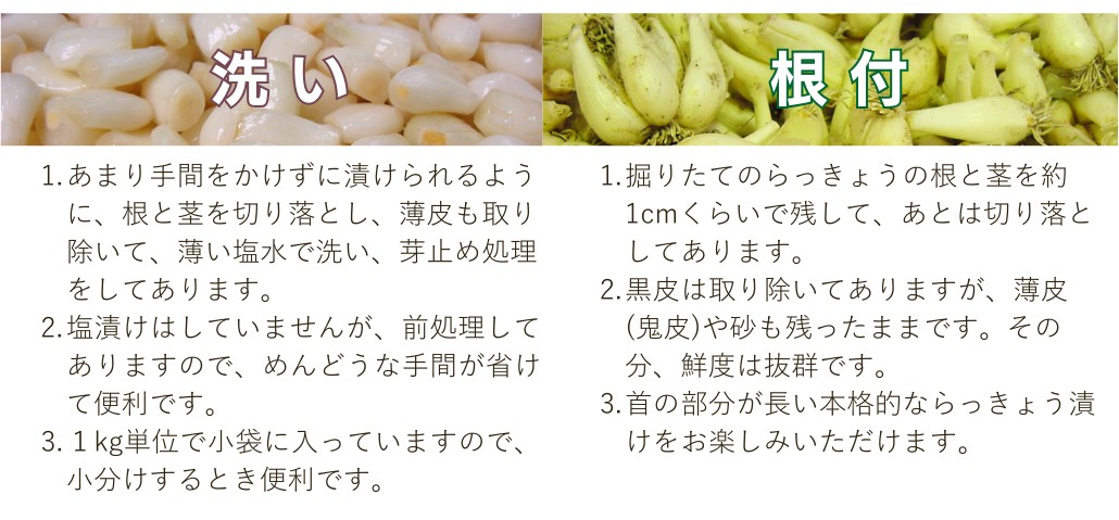 2026年度終了】鳥取砂丘らっきょう 漬け込みセット（冷蔵）【JA鳥取
