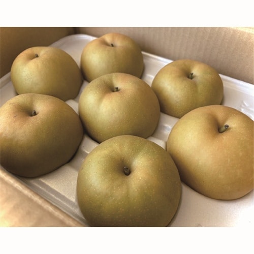 2026年産】新甘泉梨2.5kg（5～7玉）【果樹まるとよ】 ｜鳥取の特産品
