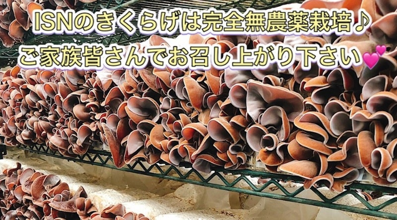 鳥取産 美々きくらげ（乾燥）20g× 5袋セット【 まっしゅわーるど