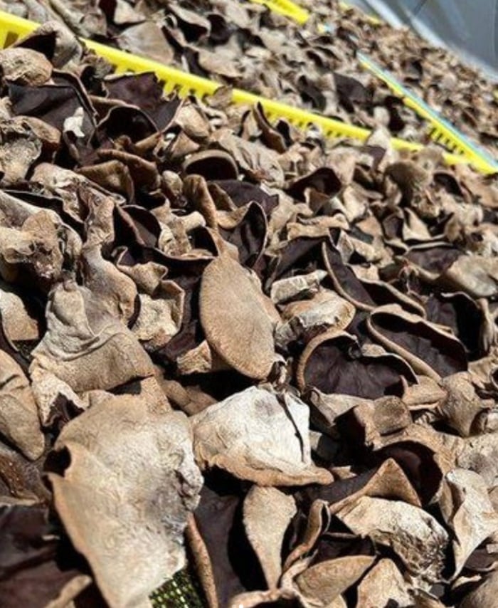 鳥取産 美々きくらげ（乾燥）20g× 5袋セット【 まっしゅわーるど