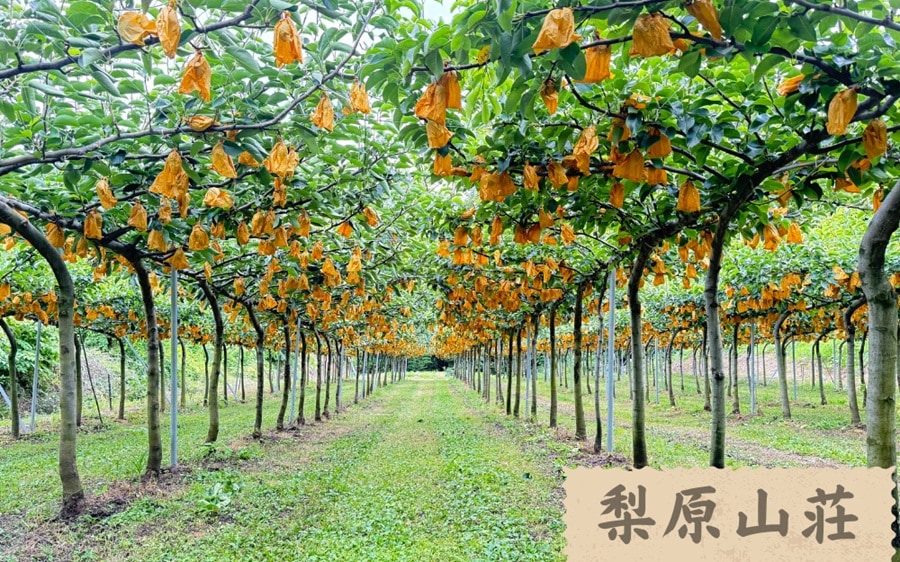 特選 新甘泉5kg【梨原山荘】 ｜鳥取の特産品お取り寄せ通販｜とっとり